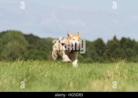 Dog Golden Retriever adult running in a field Stock Photo