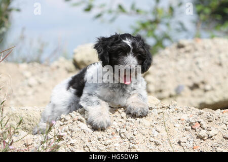 Dog Schapendoes / Dutch Sheepdog puppy lying On the rock Stock Photo