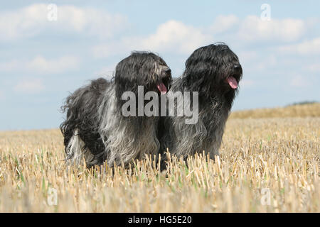 Dog Schapendoes / Dutch Sheepdog two adult adults standing in a field Stock Photo