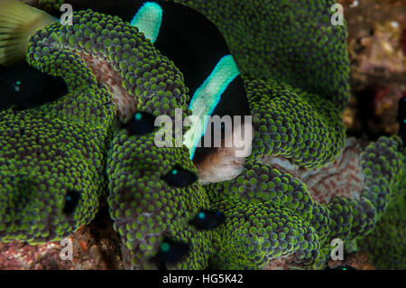 Amphiprion clarkii in Bali, Indonesia Stock Photo