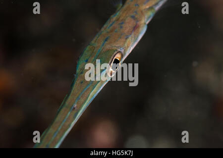 Chinese trumpetfish (Aulostomus chinensis) in Bali, Indonesia Stock Photo