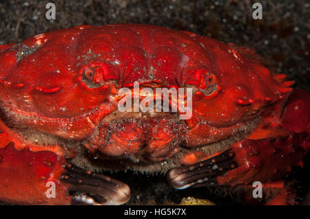 Splendid Pebble Crab (Etisus splendidus), Bali, Indonesia Stock Photo