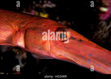 Chinese trumpetfish (Aulostomus chinensis) in Bali, Indonesia Stock Photo