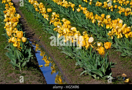 WA13072-00...WASHINGTON - Colorful field of yellow tulips reflecting in a puddle at RoozenGaarde Bulb Farm near Mount Vernon. Stock Photo