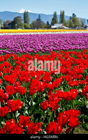 WA13076-00...WASHINGTON - Colorful field of tulips blooming at RoozenGaarde Bulb Farm near Mount Vernon. Stock Photo