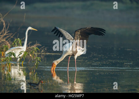 Painted stork reflection in natural habitat Stock Photo