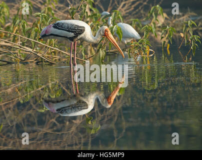 Painted stork reflection in natural habitat Stock Photo