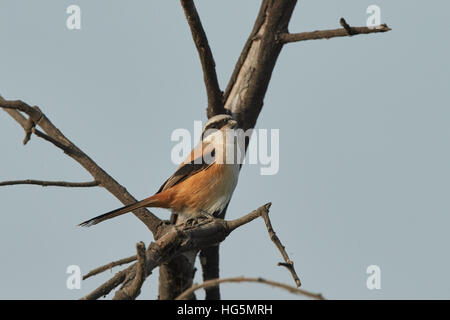 Bay-backed Shrike Bird (Lanius vittatus) perching on a branch, gray background Stock Photo