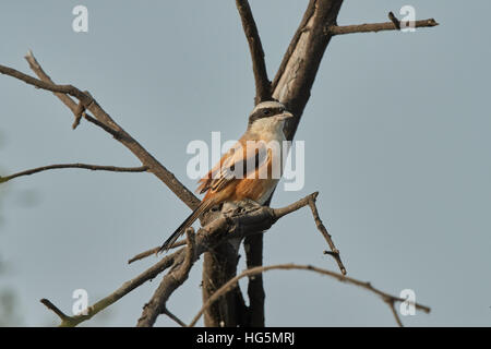 Bay-backed Shrike Bird (Lanius vittatus) perching on a branch, gray background Stock Photo
