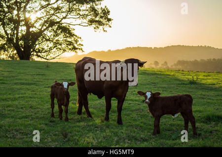 Cows standing in a field Stock Photo