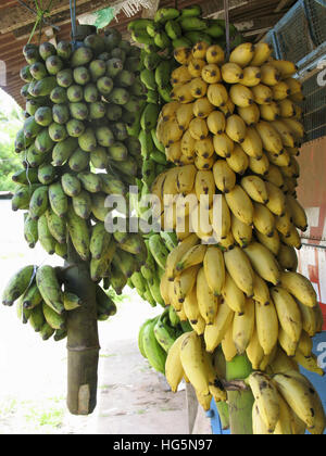 Bananas in shops for sale. Musa X paradisiaca L. Family: Musaceae. Kerala, India Stock Photo