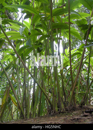 Green Cardamom (Zingiberaceae) bunches on plant. Kerala, India Stock Photo