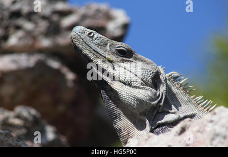 Iguana on top of Nohoch Mul pyramid (Coba, Mexico) Stock Photo