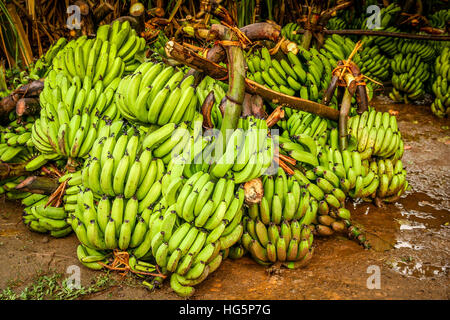 Big bunch of bananas on sale in the market Stock Photo