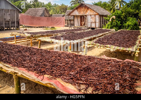 Vanilla dried on the tables in the small village in Madagascars Vanilla Coast near Mananara Stock Photo