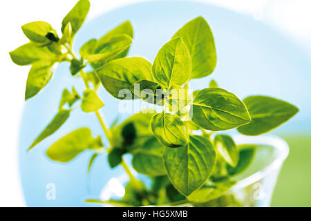 Golden Oregano (Origanum vulgare aureum) Stock Photo