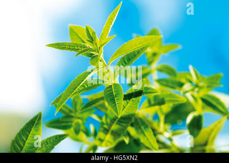 Lemon Verbena or Lemon Beebrush (Lippia citriodora) Stock Photo