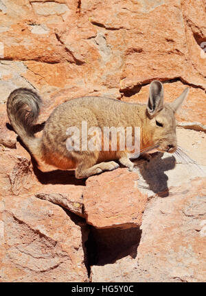 Bolivia, Potosi Departmant, Nor Lipez Province, Viscacha(Lagidium viscacia) in the Valle de las Rocas(Rocks Valley). Stock Photo