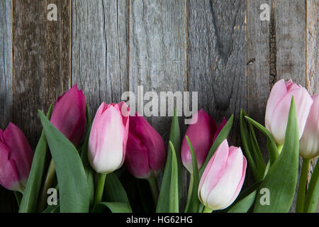 Pink and purple tulips on wooden background with copy space. Stock Photo