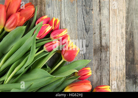 Red and Yellow tulips on wooden background with copy space. Stock Photo