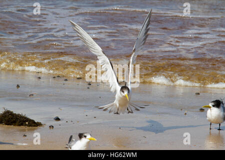 Greater crested tern (Thalasseus bergii) or swift tern Stock Photo