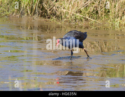 Australasian Swamphen (Porphyrio melanotus) Stock Photo