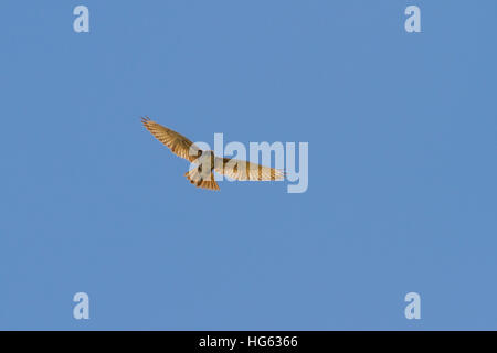 Brown Falcon (Falco berigora) soaring Stock Photo