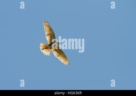 Brown Falcon (Falco berigora) soaring Stock Photo