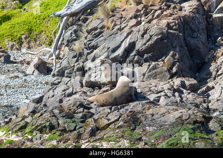 Brown Fur Seal (Arctocephalus pusillus), also known as the Cape Fur Seal, South African Fur Seal and the Australian Fur Seal resting on rocks Stock Photo