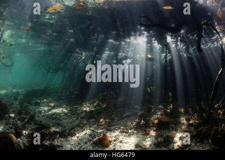 Sunlight shines into a blue water mangrove forest in Raja Ampat, Indonesia. Stock Photo