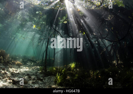 Sunlight shines into a blue water mangrove forest in Raja Ampat, Indonesia. Stock Photo