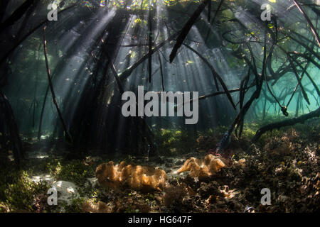 Sunlight shines into a blue water mangrove forest in Raja Ampat, Indonesia. Stock Photo