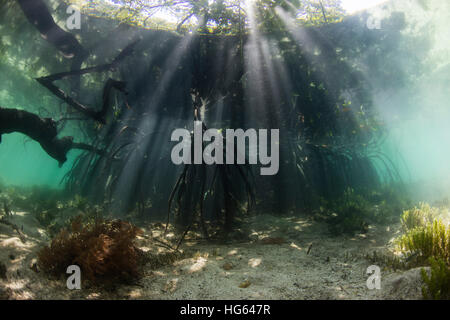 Sunlight shines into a blue water mangrove forest in Raja Ampat, Indonesia. Stock Photo