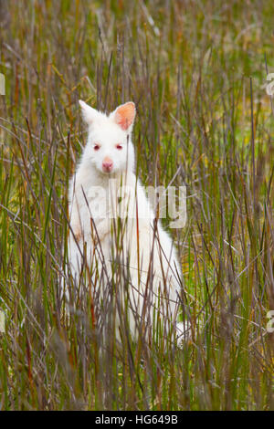 Red-necked Wallaby or Bennett's Wallaby (Macropus rufogriseus) Stock Photo