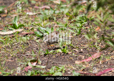 Superb fairy-wren (Malurus cyaneus) female on the ground