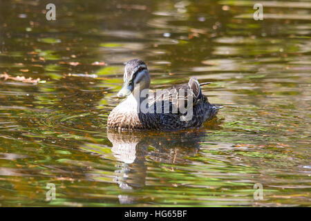 Pacific black duck (Anas superciliosa) Stock Photo