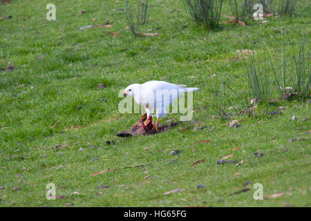 Grey goshawk (white morph) (Accipiter novaehollandiae) feeding Stock Photo