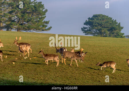 Feeding time for the herd of deer at Prideaux Place in Padstow Cornwall. Stock Photo