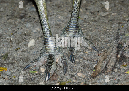 The Feet Of A Southern Cassowary Or Double-wattled Cassowary Stock 