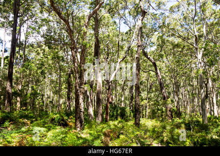 Karri trees in Boranup forest, Margaret River, Western Australia. Stock Photo