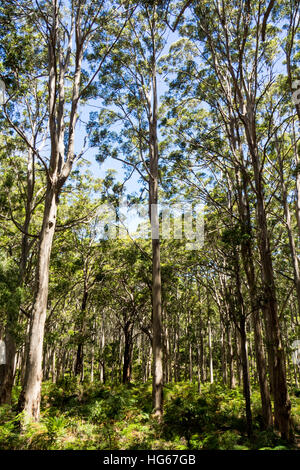 Karri trees in Boranup forest, Margaret River, Western Australia. Stock Photo