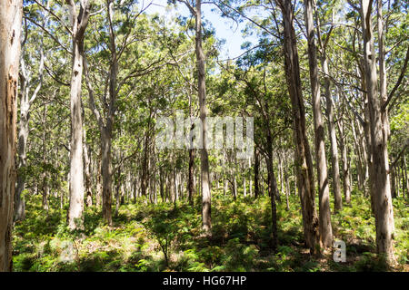 Karri trees in Boranup forest, Margaret River, Western Australia. Stock Photo