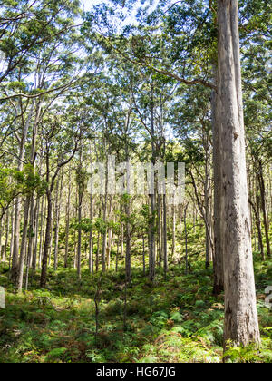 Karri trees in Boranup forest, Margaret River, Western Australia. Stock Photo