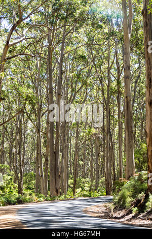 A country road in Boranup forest, Margaret River, Western Australia. Stock Photo