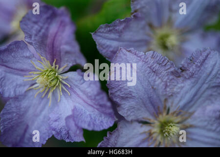 stunning display of purple clematis Jane Ann Butler Photography JABP1763 Stock Photo