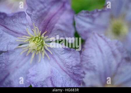 stunning display of purple clematis Jane Ann Butler Photography JABP1765 Stock Photo