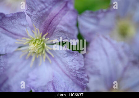 stunning display of purple clematis in Summer Jane Ann Butler Photography JABP1764 Stock Photo