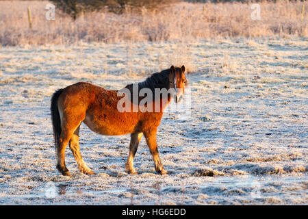 Southport, Merseyside, UK Weather.  5th January, 2017. Freezing temperatures and Frozen Ground. The winter months are a challenge for horses and their owners. Horses and ponies must cope with everything the weather can throw at them, and owners must rise to the challenges of the extra care and attention needed by their four-legged friends. RSPCA Advice is to be your horse's friend when the weather's cold and your horse needs your help. Stock Photo