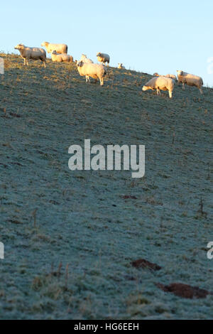 Titley, Herefordshire, UK - January 2017 - Sheep welcome the early morning sunshine after a very cold clear frosty night with local temperatures in rural Herefordshire down to minus 5C ( -5C ). Stock Photo