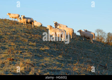 Titley, Herefordshire, UK - January 2017 - Sheep welcome the early morning sunshine after a very cold clear frosty night with local temperatures in rural Herefordshire down to minus 5C ( -5C ). Stock Photo